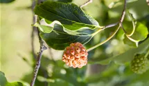 Japanischer Blumen-Hartriegel