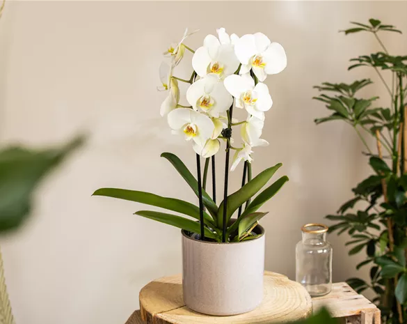 Die beliebtesten Orchideen für echte Pflanzenfans Die beliebtesten Orchideen für echte Pflanzenfans