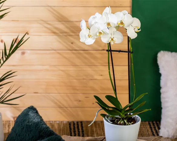 Die einmaligen Besonderheiten von Orchideen Die einmaligen Besonderheiten von Orchideen